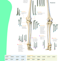 EVOS SMALL Skeleton Overview Poster - Lower Extremity