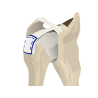 regeneten_illustration.psd