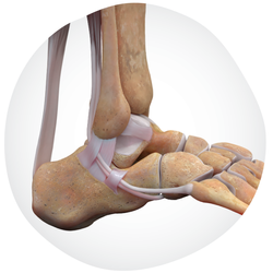 20250609_SPMPortfolio Foot&Ankle-Anatomy-Organic-Gradient-Healty-Joints.png