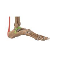 Foot and Ankle F+A.png