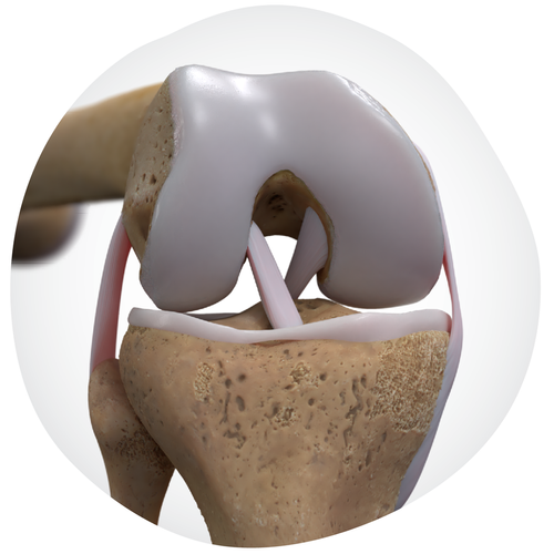 20250609_SPMPortfolio Knee-Anatomy-Organic-Gradient-Healty-Joints.png