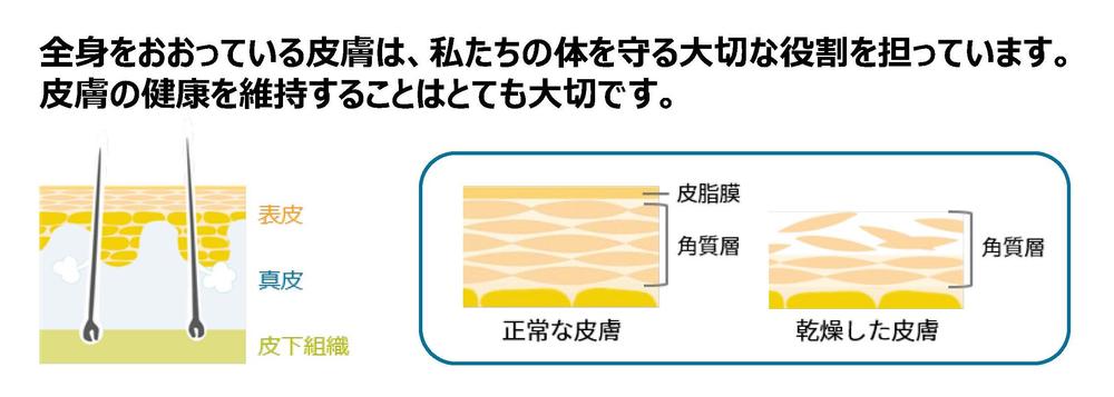一般の方_皮膚の機能.jpg