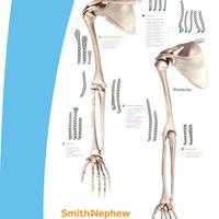 EVOS SMALL Skeleton Overview Poster - Upper Extremity