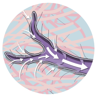 PICO Promotes lymphatic drainage.png