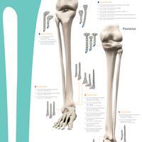 20994-es_V1_EVOS_SMALL_Skeleton_Lower_Extremities_0121.pdf