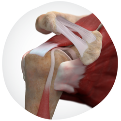20250603_SPMPortfolio Shoulder-Anatomy-Organic-Gradient-Healty-Joints.png