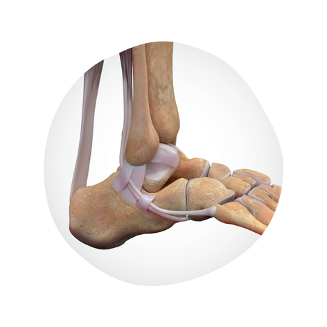 20250609_SPMPortfolio Foot&Ankle-Anatomy-Organic-Gradient-Healty-Joints.png