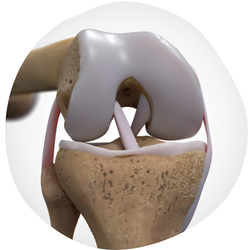 20250609_SPMPortfolio Knee-Anatomy-Organic-Gradient-Healty-Joints.png