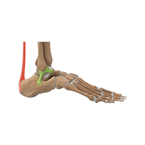 Foot and Ankle F+A.png