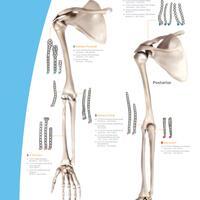 20994-es_V1_EVOS_SMALL_Skeleton_Upper_Extremities_0121.pdf